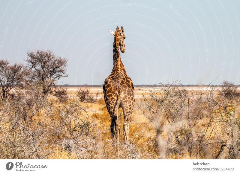 welttag der giraffe Wärme Ferne Außenaufnahme frei reisen Tier Ausflug Wildtier fantastisch Tierliebe Giraffe Tierschutz Wildnis Tierporträt außergewöhnlich