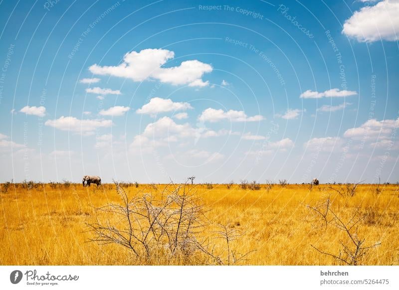 zwei elefanten Trockenheit Tierliebe Tierschutz Savanne Gras beeindruckend besonders Himmel Landschaft Ferien & Urlaub & Reisen Natur Freiheit Abenteuer