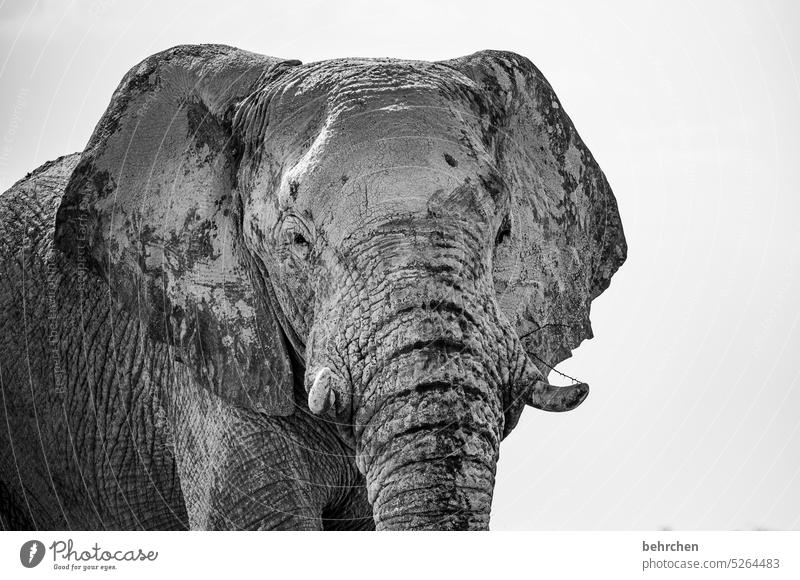 stattlich imposant Schwarzweißfoto Tierliebe Tierschutz beeindruckend besonders Ferien & Urlaub & Reisen Freiheit Abenteuer reisen Fernweh Ferne Afrika Safari