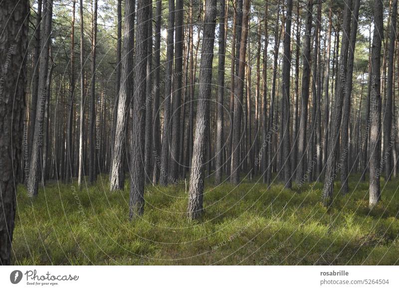 Kiefernwald Wald Baum Bäume idyllisch verträumt Natur Landschaft Umwelt Holz natürlich Nadelbaum Nadelbäume Nadelholz Holzwirtschaft Föhren Forstwirtschaft