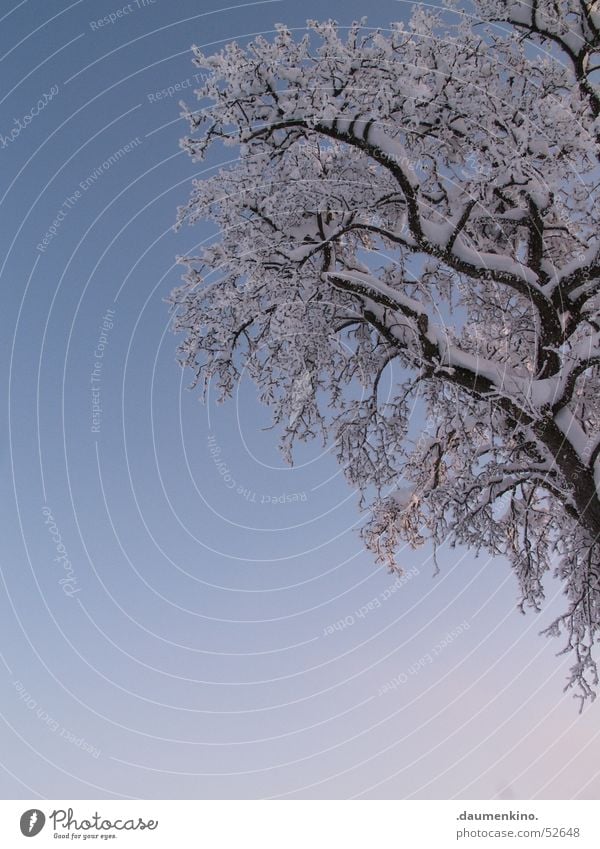 Surrealismus Baum Nebel kalt Winter Macht Mensch weiß dunkel schwarz braun Jahreszeiten Himmel Schnee Ast Sonne Fantasygeschichte hell blau Grad Celsius Wetter