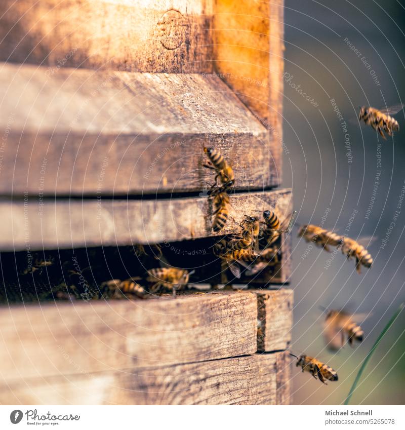 Honigbienen an einer Bienenbeute Bienenstock Imker Insekt Bienenzucht Natur natürlich Kolonie Wabe Imkerei Gesundheit Lebensmittel fleißig arbeitsam Zarge