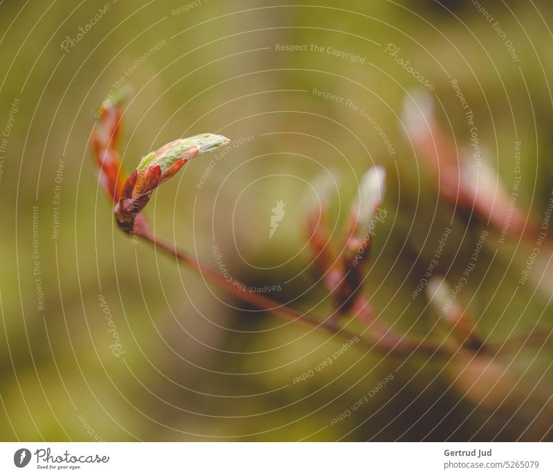 Junge Blattknospen im Frühling Blumen und Pflanzen Blätter Landschaft Natur Wald Farbfoto Garten Sommer Außenaufnahme Nahaufnahme natürlich Umwelt