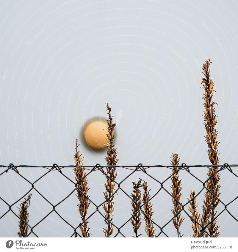 Trockene Gräser an einer Hauswand mit gelber Leuchte Blume Blumen und Pflanzen Natur Farbfoto Garten Nahaufnahme Außenaufnahme Schwache Tiefenschärfe Zaun