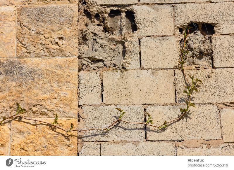 zusammengewachsen Mauer Kletterpflanzen alt neu Alt und Neu Wand Architektur Außenaufnahme Fassade Ranke Pflanze Wachstum Farbfoto Grünpflanze Menschenleer