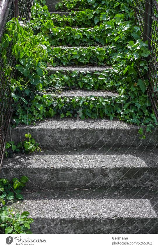 Steintreppe im Freien antik Architektur Hintergrund Buch Farbe Konzept Umwelt Wald Garten Gras grün wandern Dschungel natürlich Natur alt Park Weg Pflanze