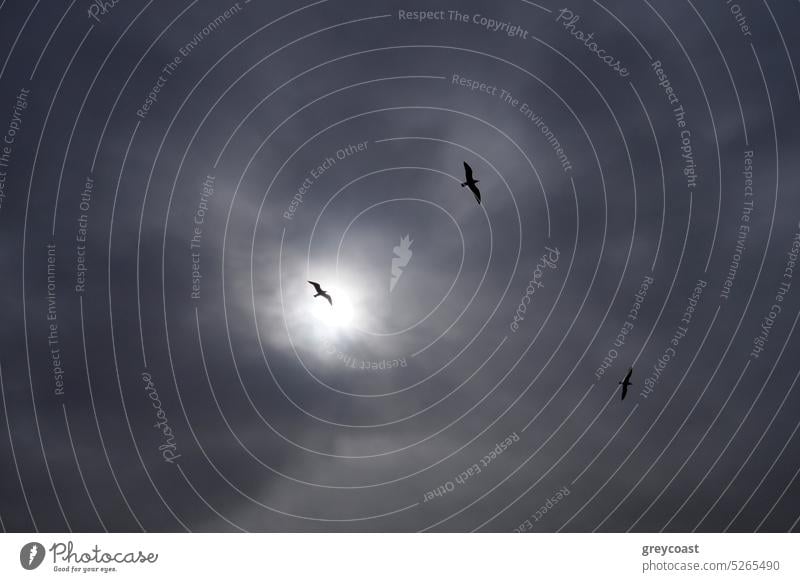 Möwen am Himmel dramatisch Cloud Natur Vogel Silhouette Wolken Sonne fliegen Tierwelt im Freien Freiheit Flügel Schnabel Schwarm Flug schwebend Küste Meer MEER