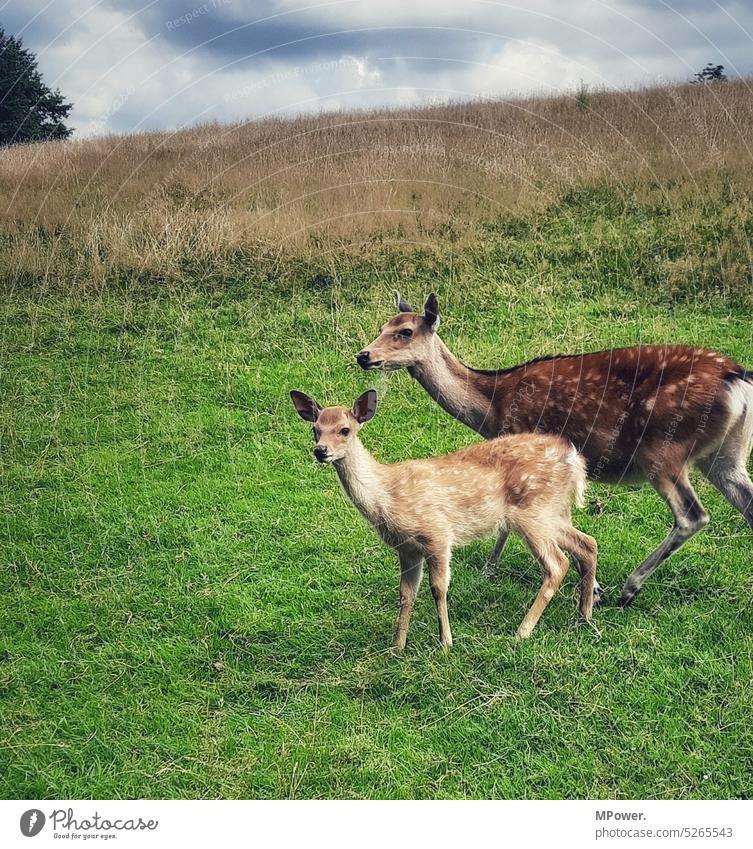 Bambi und seine Mutter Reh Rehkitz Farbfoto Feld Wildtier Tier Außenaufnahme Natur Tierporträt Tag Tierjunges Menschenleer Fell Wald Gedeckte Farben Säugetier