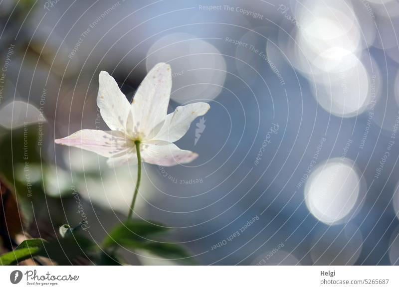 Rückansicht eines Buschwindröschens am Bach mit Lichtreflexen im Wasser Blume Blüte Pflanze Frühling Frühblüher Hahnenfußgewächs blühen wachsen Natur