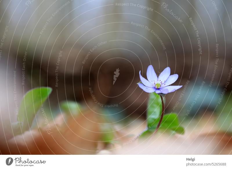 einsames blühendes Leberblümchen am Waldboden Blume Blüte Buchenwald Frühling Frühblüher Natur Pflanze Farbfoto Außenaufnahme Schwache Tiefenschärfe