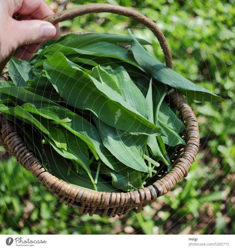 eine Hand hält einen Korb mit frisch gepflücktem Bärlauch Bärlauchwald Frühling Bärlauchernte Pflanze grün Natur Außenaufnahme Farbfoto natürlich Lebensmittel