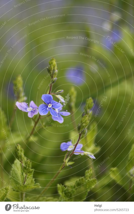 blühender Ehrenpreis Veronica Wegerichgewächs Pflanze Wildpflanze krautige Pflanze kleinwüchsig Blüte Blütenstand Blatt Blütenblatt Natur Farbfoto Menschenleer