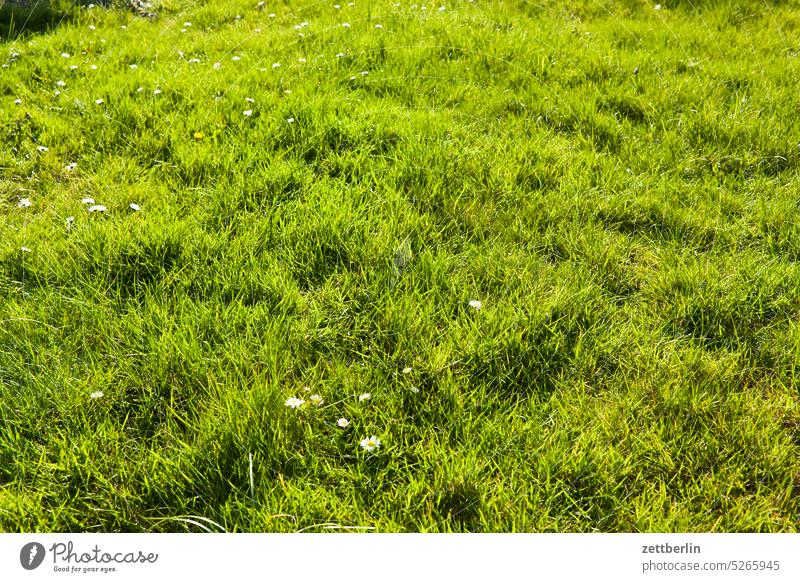 Wiese im Frühling wiese weide rasen frühling frühjahr garten kleingarten schrebergarten blume blüte blühen daisy gänseblume gänseblümchen Maßliebchen