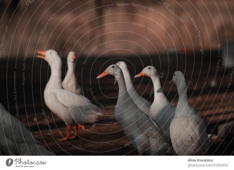 Klone Ente Entenvögel Vogel weiße Enten Tier Sonnenuntergang dunkel Farbfoto Bauernhof niedlich Frühling Schatten Licht & Schatten Nutztier Bauernhofvogel