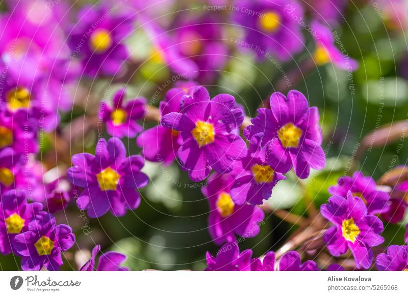 Primelblume rosa primula Blüte Blume Natur Garten Blütenblätter natürliches Licht Blühend Gartenblume Unschärfe violett