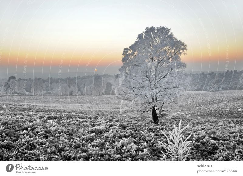 Winterzauber Umwelt Natur Landschaft Pflanze Himmel Wolkenloser Himmel Horizont Sonnenaufgang Sonnenuntergang Wetter Eis Frost Schnee Baum Wald Hügel träumen