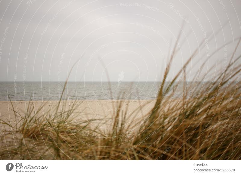 Menschenleerer Sandstrand und Dünen an der Nordseeküste Strand Küste Meer Landschaft Natur Wasser Ferien & Urlaub & Reisen Himmel Wolken Tourismus Erholung