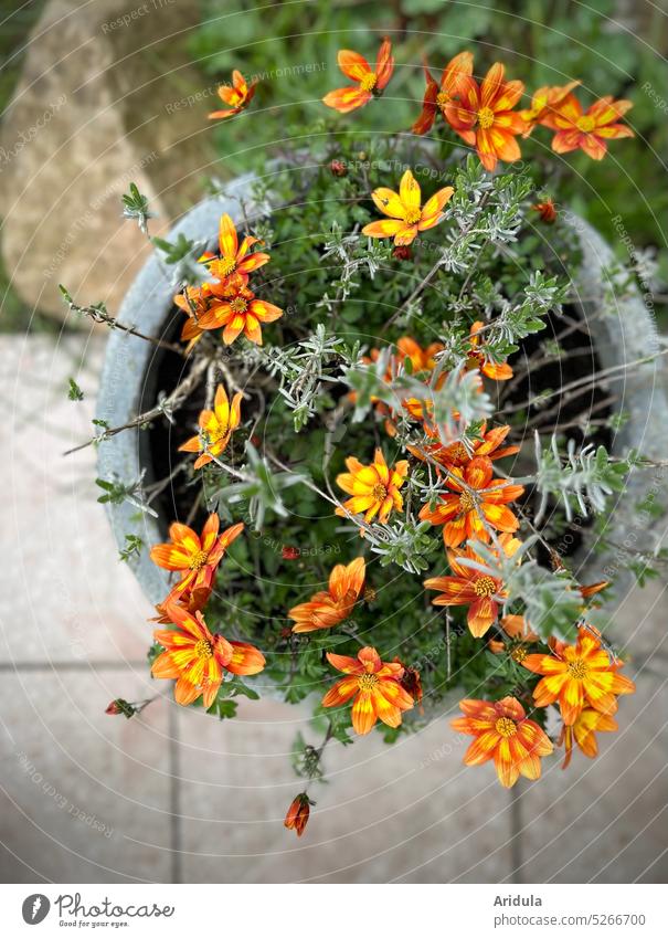 Blumen im Topf auf der Terrasse Blüten Frühling Frühlingsblumen natürliches Licht Lavendel orange grün Stein Garten Bidens ferulifolia Goldmarie