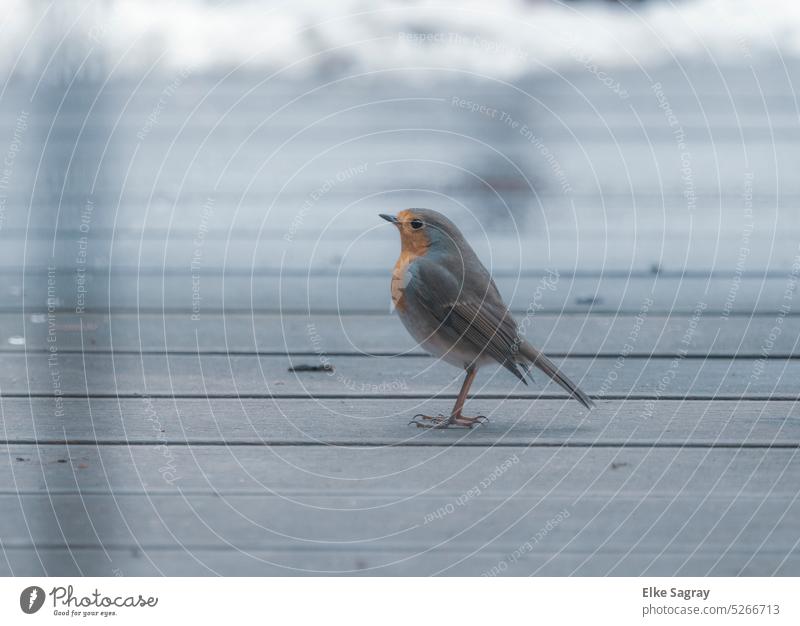 Rotkehlchen auf der Terrasse Vogel Außenaufnahme Menschenleer sitzen Tierporträt Schwache Tiefenschärfe klein Wildtier Umwelt niedlich Tierliebe Singvogel Natur