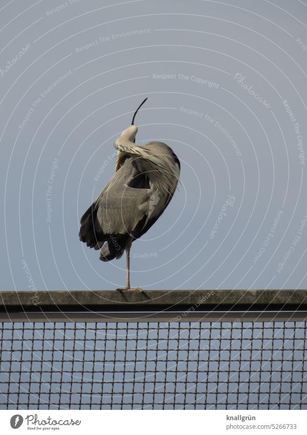 Graureiher Vogel Tier Wildtier Reiher Außenaufnahme Ardea cinerea gelenkig Federpflege einbeinig Federkleid putzen Tierporträt Natur Farbfoto Menschenleer