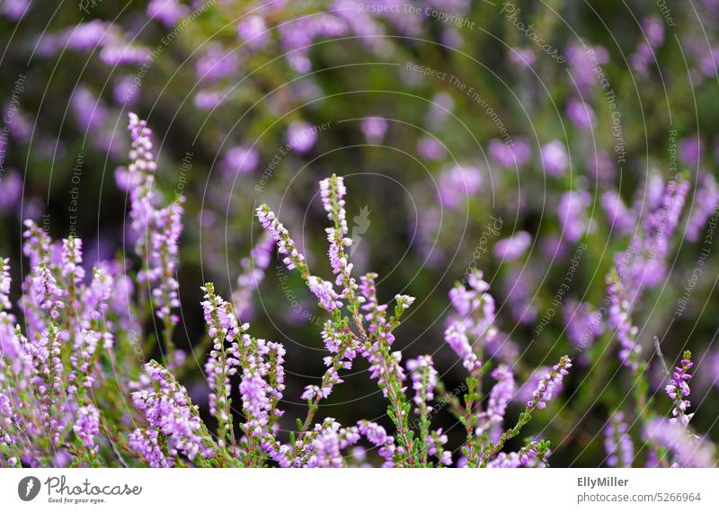 Blühende Heidepflanzen in Nahaufnahme. Pflanze Lüneburger Heide Natur Heidekrautgewächse Sträucher Menschenleer Wildpflanze Blüte Blütezeit Farbfoto blühend