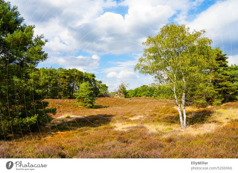 Westruper Heide. Landschaft im Naturschutzgebiet bei Haltern am See. Menschenleer Umwelt Herbst Sträucher Pflanze Heidekrautgewächse natürlich Wildpflanze