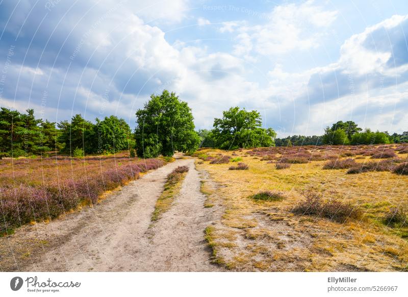 Westruper Heide. Landschaft im Naturschutzgebiet bei Haltern am See. Menschenleer Umwelt Herbst Sträucher Pflanze Heidekrautgewächse natürlich Wildpflanze