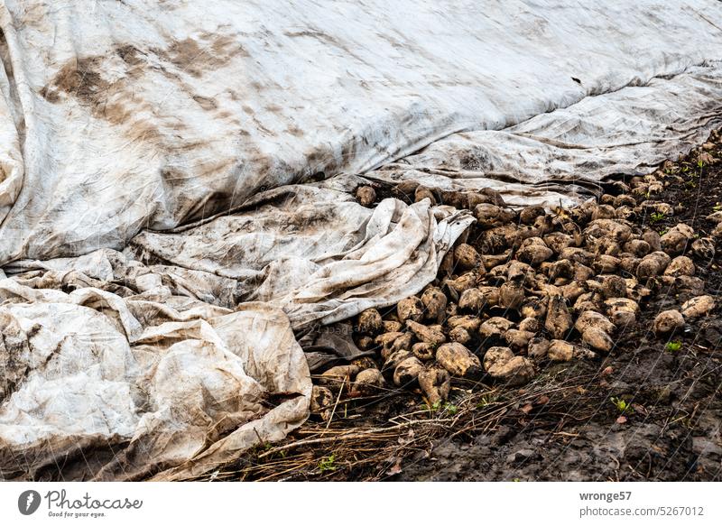 Herbst in der Börde = Ernte der Zuckerrüben Erntezeit Landwirtschaft Feld Ackerbau Nutzpflanze Außenaufnahme Landschaft Zuckerrübenernte Ernährung Wachstum