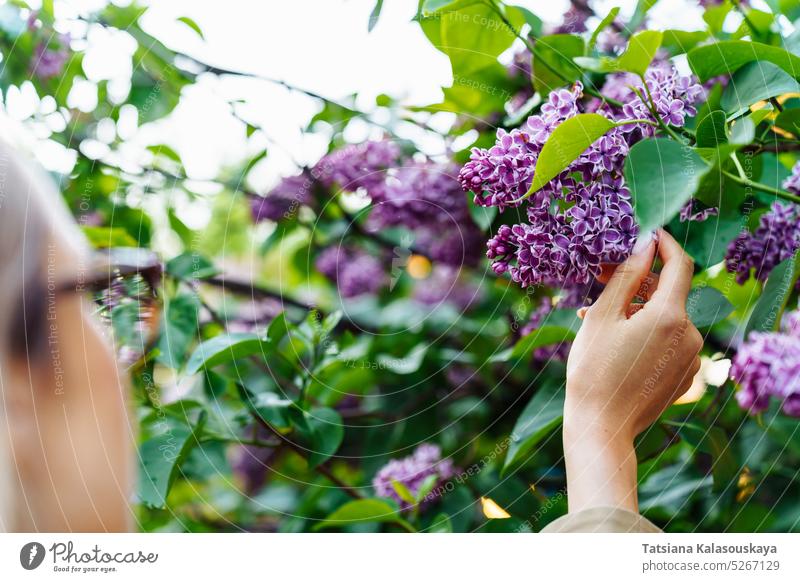 Eine Frau berührt die Blüten des Flieders, der in der Nähe eines Busches steht Fliederbusch Blumen Blütezeit Überstrahlung Buchse syringa Flieder Sensation