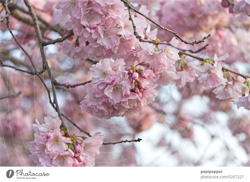 Kirschblüte Kirschblüten Kirschbaum Kirschblütenfest Blütenknospen Blütenblätter Blütenpflanze Kirsche Kirschen Natur Frühling rosa Blühend Baum Duft