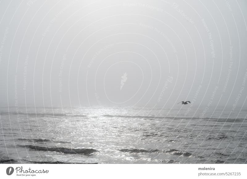 Nebel an der Ostseeküste im Frühling Möwe fliegen Wellen Stimmung Wetter MEER Küstenlinie baltisch Sand Strand Dunst bedeckt Estland Natur geringe Sichtbarkeit