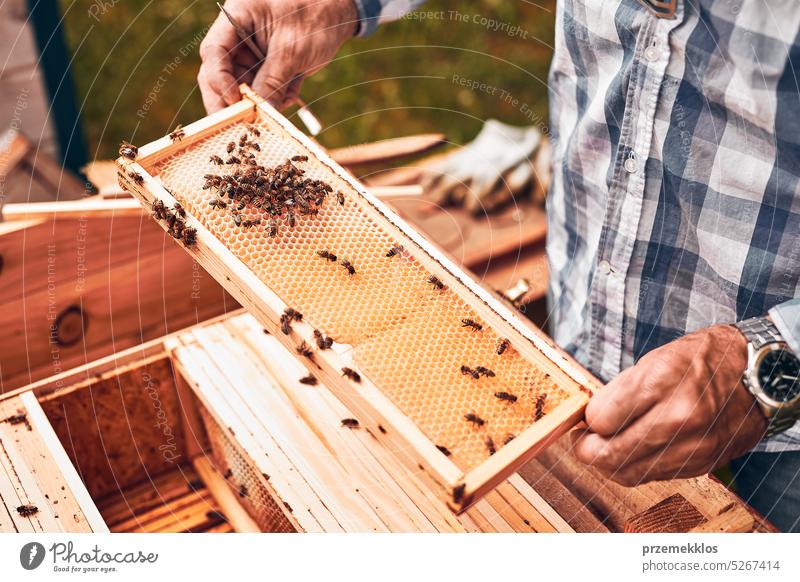 Imker bei der Arbeit im Bienenstock. Entnahme der Honigwaben aus dem Bienenstock mit Bienen auf den Waben. Erntezeit im Bienenstock Liebling Bienenkorb