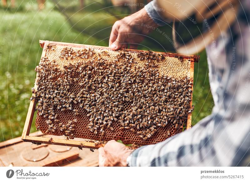 Imker bei der Arbeit im Bienenstock. Entnahme der Honigwaben aus dem Bienenstock mit Bienen auf den Waben. Erntezeit im Bienenstock Liebling Bienenkorb