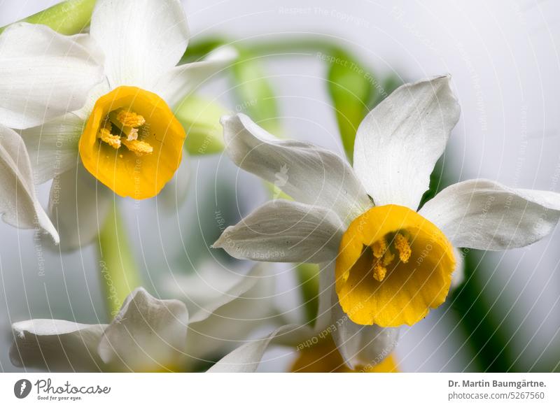 Winzige Narzissenhybride mit gelber Nebenkrone Blüten gelbe Nebenkrone Amaryllisgewächse Amaryllidaceae Nahaufnahme Zwiebelblume Geophyt