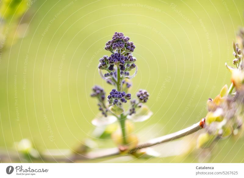 Der Flieder blüht, es ist Frühling Tageslicht Garten Blume Blüte Pflanze Flora Natur Ölbaumgewächse Lippenblütlerartige blühen duften verblühen Lila grün