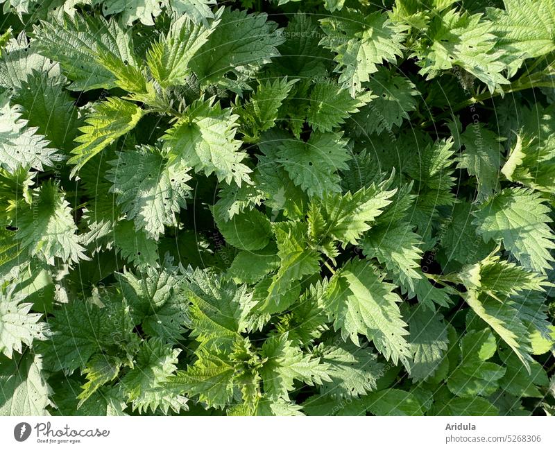 Junge Brennesseln Grün Gesundheit Tee Garten Unkraut Heilpflanze Pflanze Natur Außenaufnahme Gartenarbeit Schmetterling Frühling Essen Salat Smoothie