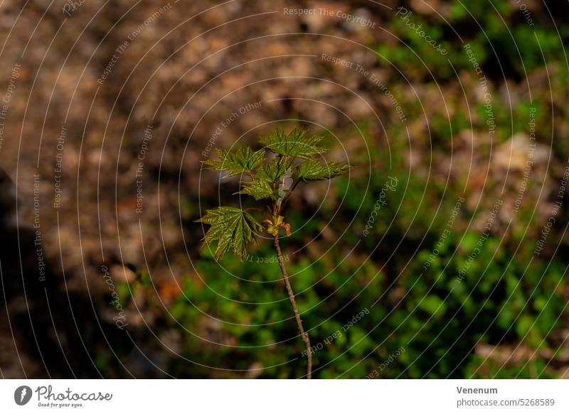 Junger kleiner einzelner Ahornbaum im Frühling im Wald mit den ersten Blättern des Jahres, selektive Schärfe, geringe Tiefenschärfe, unscharfes Bokeh jung Baum