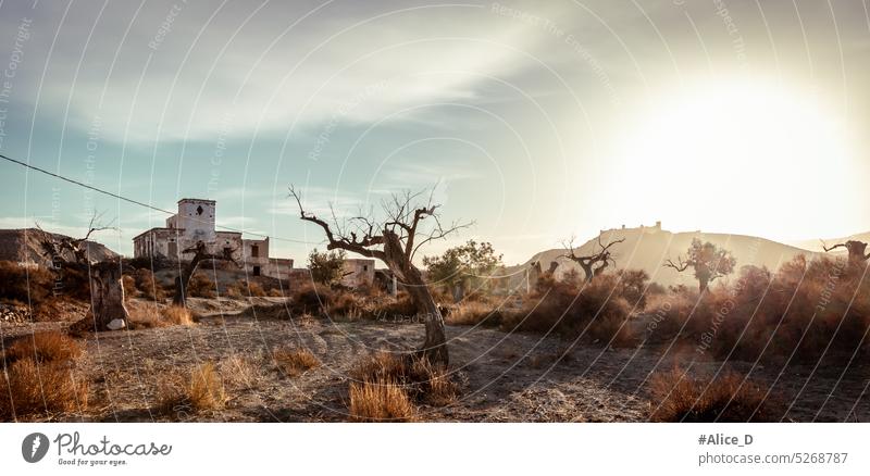 Natur Reisen Südeuropa trockenste und wärmste Region Abenteuer Almeria Andalusia Hintergrund Rinde Ast Wolken tot tote Bäume wüst Wüstenlandschaft Wüstenhimmel