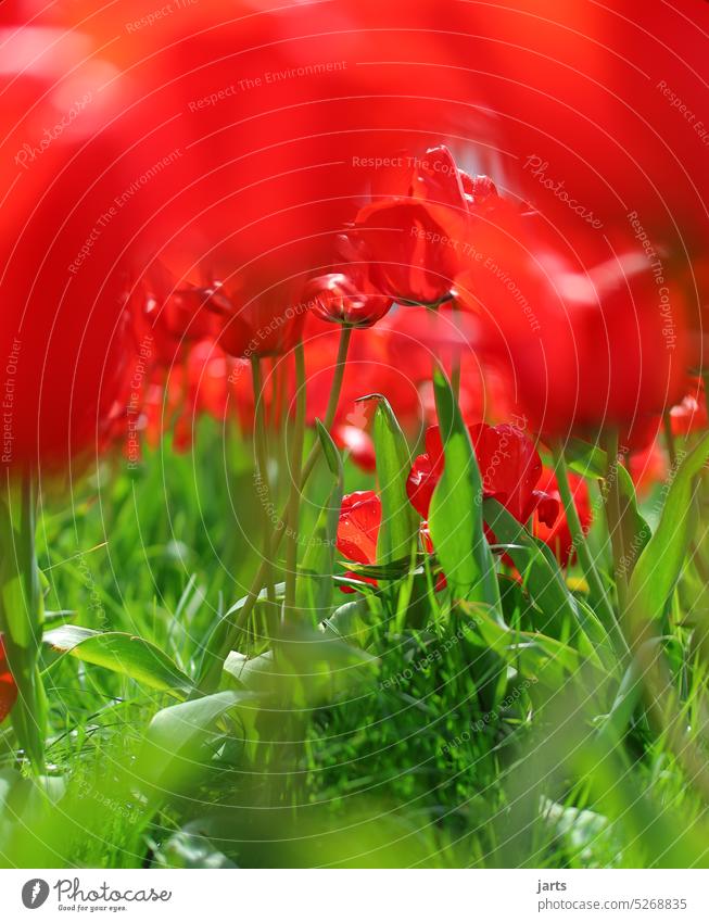 Rote Tulpen im grünen Gras Frühling rot Duft Farben Blüte Blume Pflanze Blühend Tulpenblüte Farbfoto Natur Blumen Frühlingsgefühle schön Muttertag Tulpenfeld