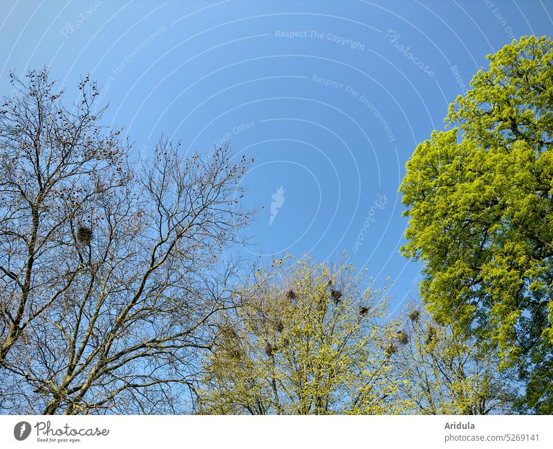 Verschiedene Bäume im Mai mit Krähennestern No. 2 Frühling grün Blätter frisches Grün junge Blätter Baum blau Blauer Himmel Zweige u. Äste Schönes Wetter Sonne