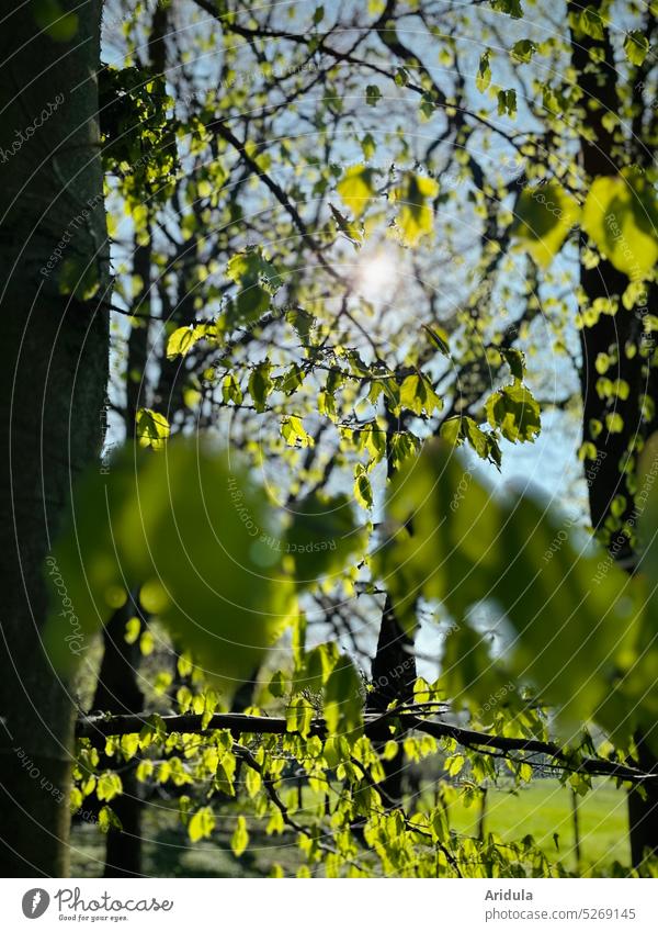 Frisches Buchengrün im Sonnenlicht No. 2 Baum Bäume Blätter frisch jung zart Bäume schlagen aus Natur Wald Frühling Licht Sonnenschein Blatt Unschärfe Äste