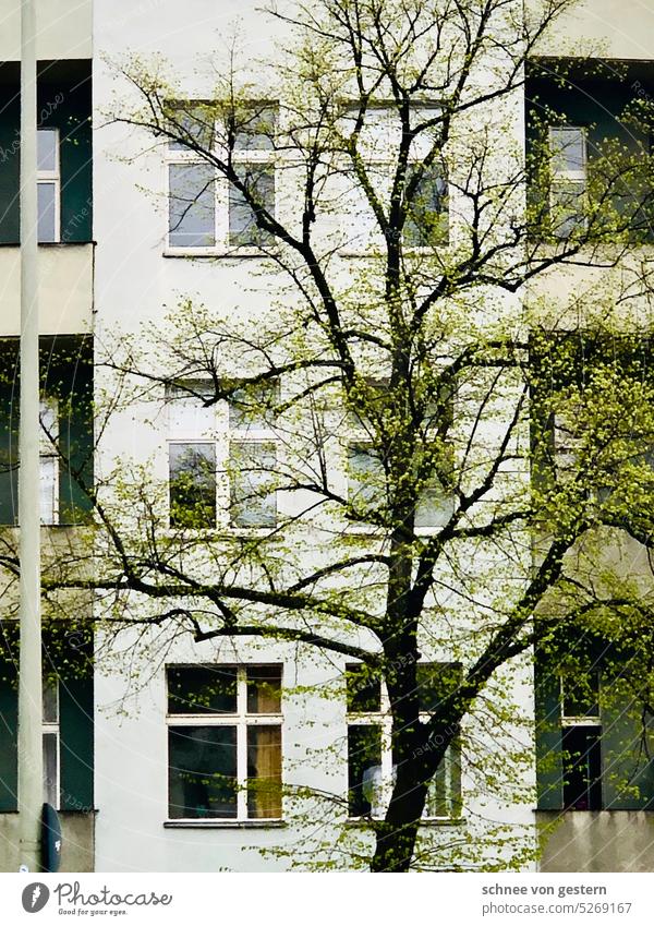 das frühjahr kommt in die stadt grün baum fenster altbau fassade Haus Architektur Hinterhof Menschenleer Gebäude Stadt Altbau Fenster Bauwerk Stadtzentrum