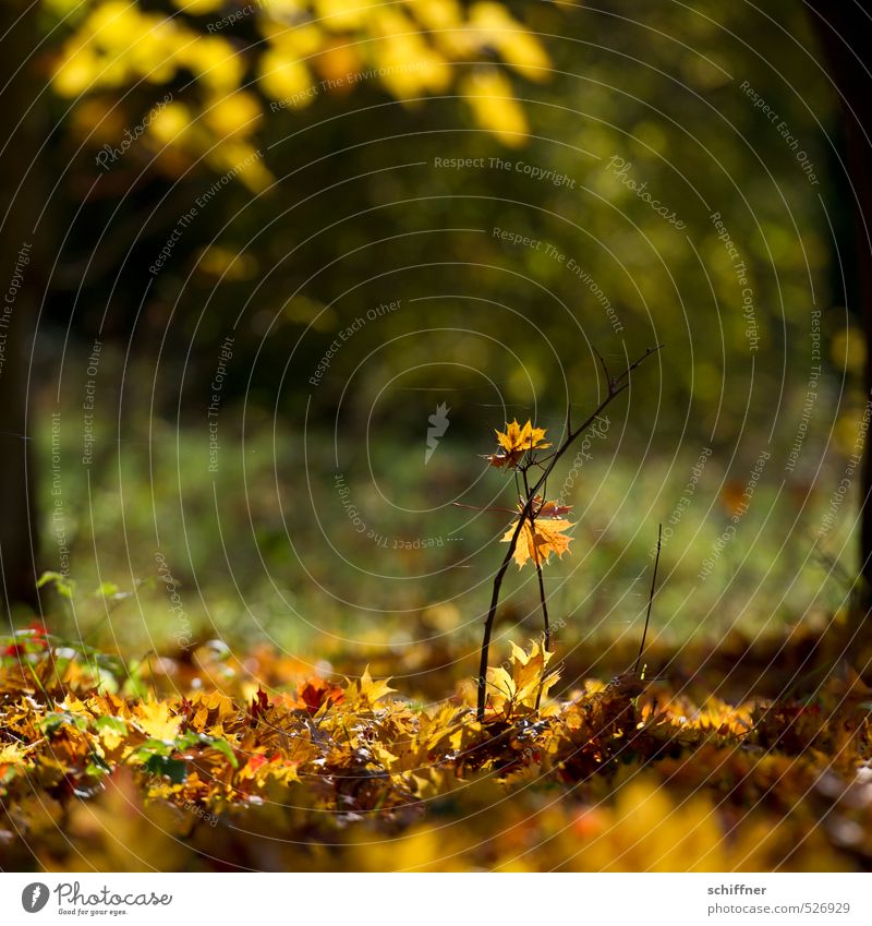 Herbstgold Natur Pflanze Sonnenlicht Schönes Wetter Baum Sträucher Blatt Grünpflanze Garten Park Wald gelb Zweig Zweige u. Äste Herbstlaub herbstlich Herbstwald