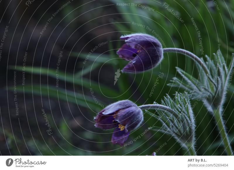 Küchenschelle gerade am Aufblühen im heimischen Garten kuhschelle küchenschelle blume blumig floral aufblühen natur links geneigt licht suchend