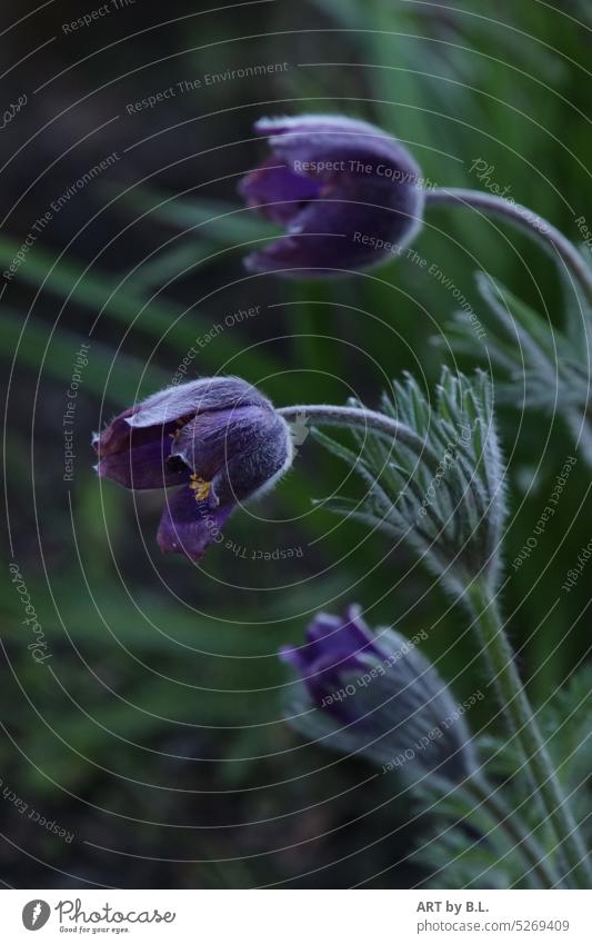 Küchenschelle oder Kuhschelle Garten kuhschelle küchenschelle blume blumig floral blühen aufblühen natur links geneigt licht suchend drei