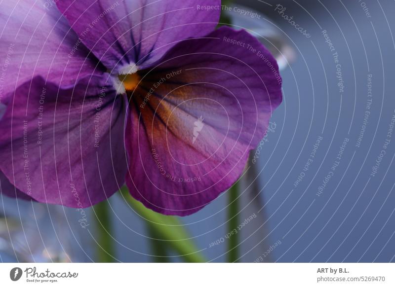 Stiefmütterchen verkleidet als Hornveilchen blume blüte nahaufnahme stiefmütterchen garten flora Hornveilchen,