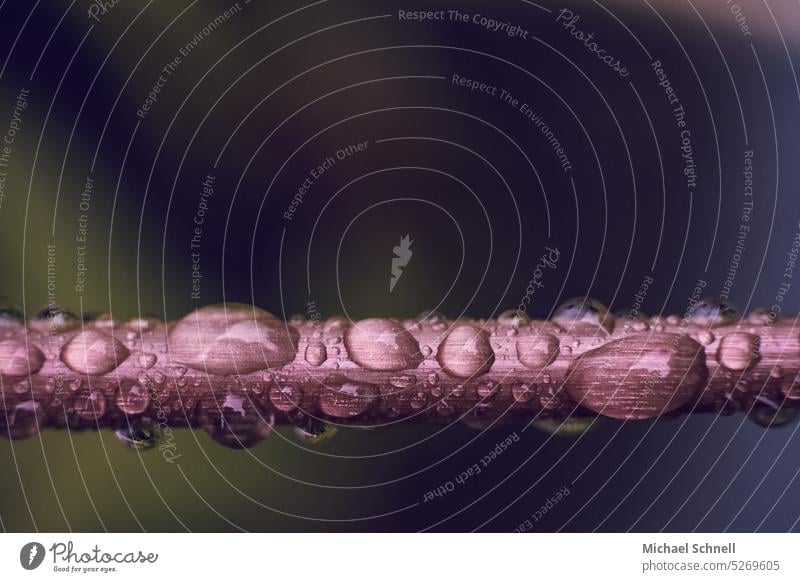 Nasser Pflanzenstengel nass Regen Wassertropfen Makroaufnahme Regentropfen feucht Detailaufnahme schlechtes Wetter Tropfen Nahaufnahme Regenwetter