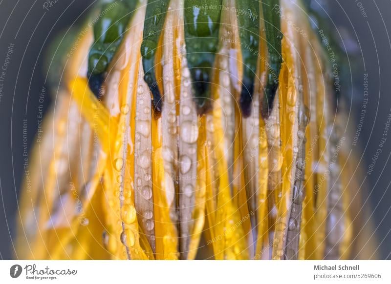 Geschlossene Löwenzahnblüte nach Regen Blume Regentropfen nass Natur Tropfen Wassertropfen Nahaufnahme Makroaufnahme schlechtes Wetter feucht Detailaufnahme