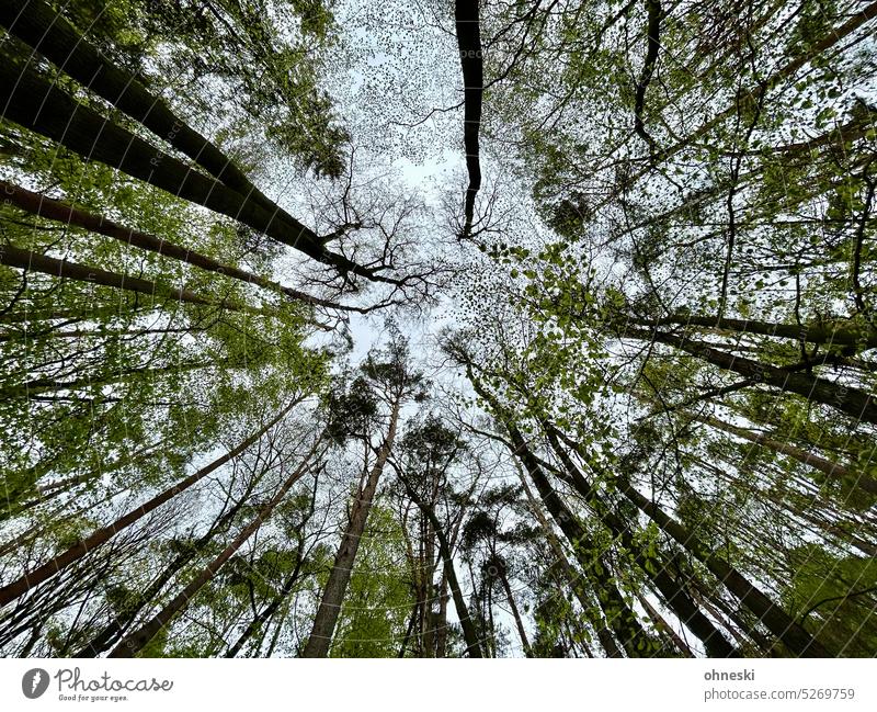 Blätterdach aus vielen Bäumen aus der Froschperspektive, Weitwinkel Baum Wald Frühling Umwelt Natur Pflanze grün Blatt Baumkrone Baumstamm Ast Laubbaum