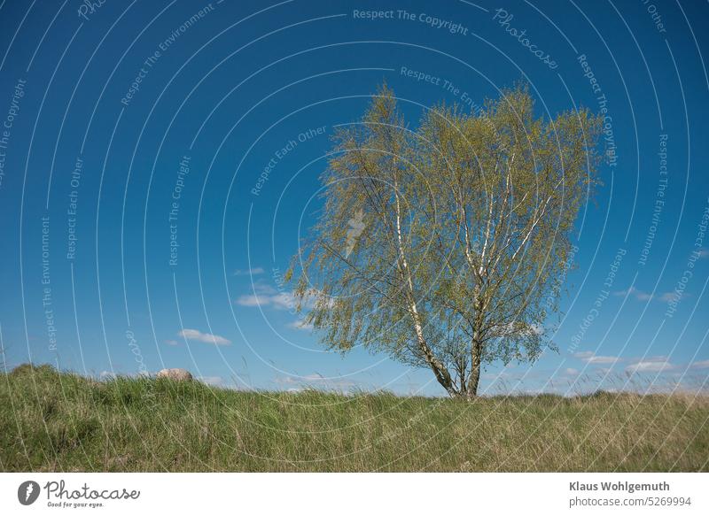 Es ist Frühling, eine Birke steht einsam auf einem Erdwall und entfaltet ihr herrlich grünes Laub unter einem fast wolkenlosen, blauen Himmel. Betula pendula